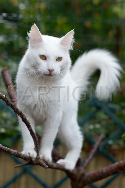 ANGORRA TURC 012.jpg